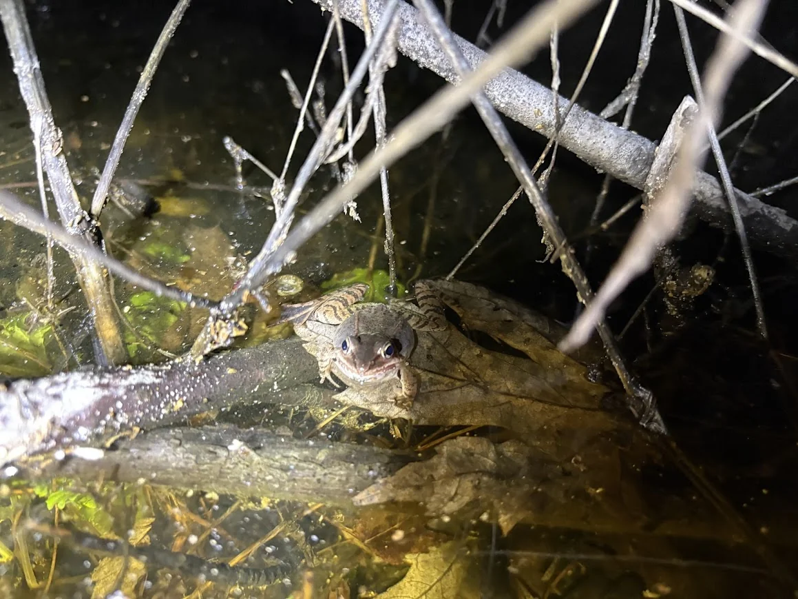 Wood Frog in a Vernal Pool